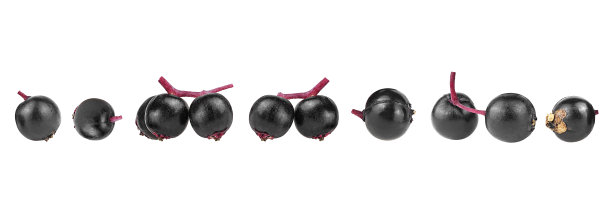 一套不同的接骨木浆果孤立在一个白色的背景，正面视图。Sambucus。欧洲黑接骨木。图片下载