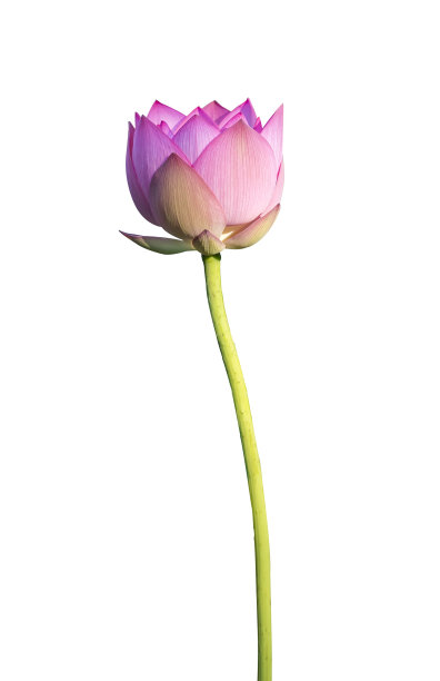 荷花在孤立的白色背景上。图片下载