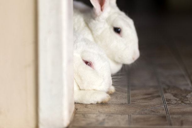 两只可爱的小白兔在休息。图片下载