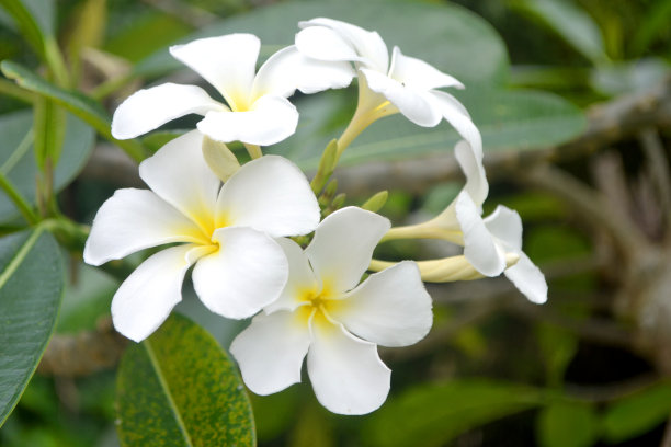 美丽的白色新鲜鸡蛋花或鸡蛋花盛开和绿色的叶子在树与模糊的背景照片。散景background2图片下载
