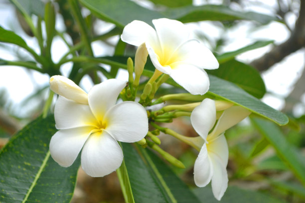 美丽的白色新鲜鸡蛋花或鸡蛋花盛开和绿色的叶子在树上与模糊的背景照片。散景background1图片下载