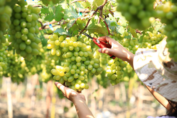 葡萄园地里，农夫双手采摘着葡萄园里的绿葡萄。图片下载