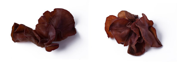 一组蘑菇耳在白色的背景图片下载