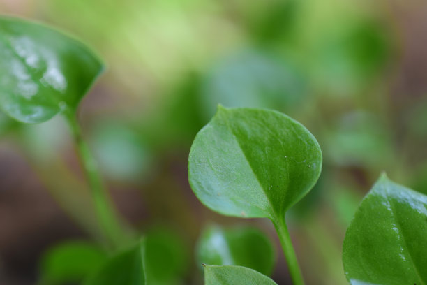嫩叶在春天生长，特写。高清图片图片下载
