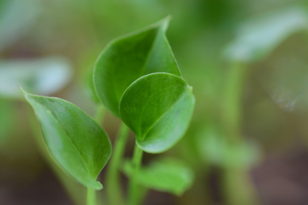 嫩叶在春天生长，特写。高清图片图片下载