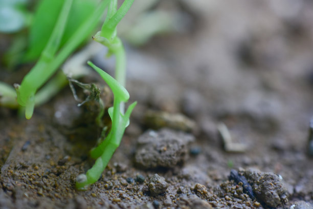 嫩叶在春天生长，特写。高清图片图片下载