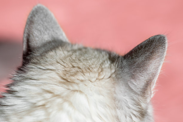 西伯利亚涅瓦化装猫头与耳朵和复制空间图片下载