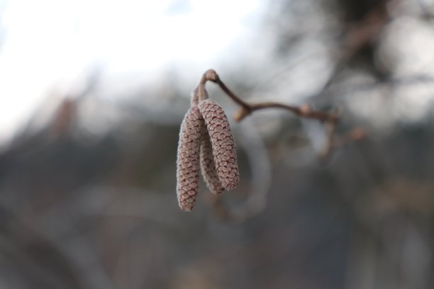 提洛尔图片下载