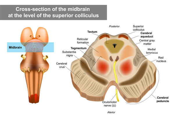 中脑或中脑解剖图片下载