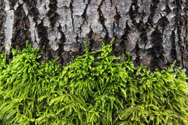 树皮上新鲜的湿绿色苔藓图片下载