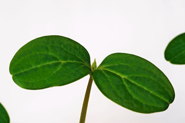 叶片绿色植物或农业幼苗特写图片下载