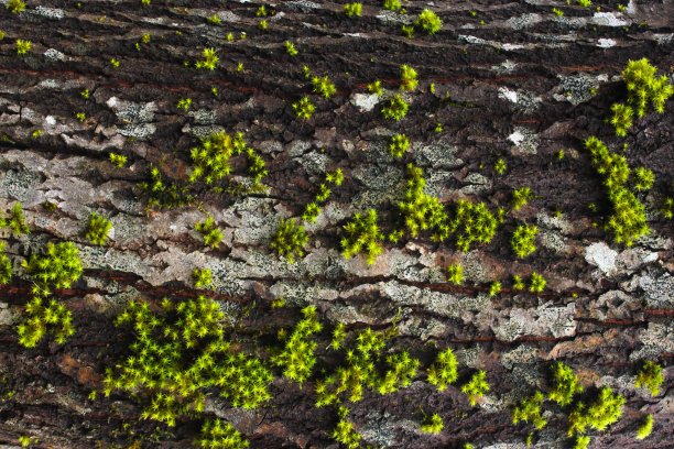树皮上新鲜的湿绿色苔藓图片下载