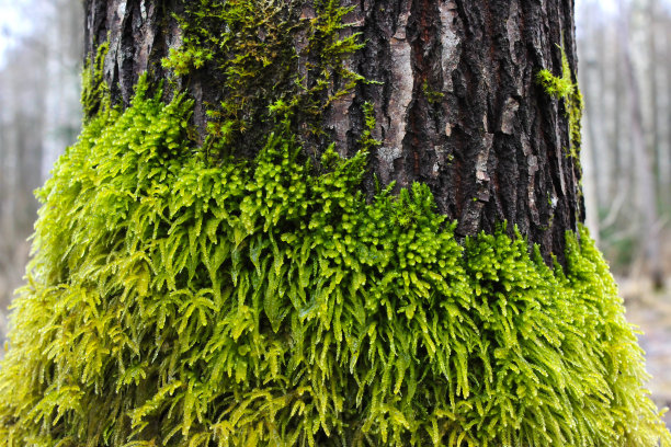 树皮上新鲜潮湿的绿色苔藓图片下载