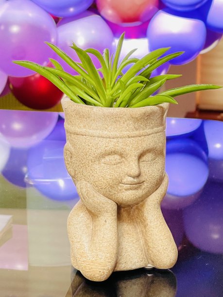 用室内植物种子装饰小男孩图片下载