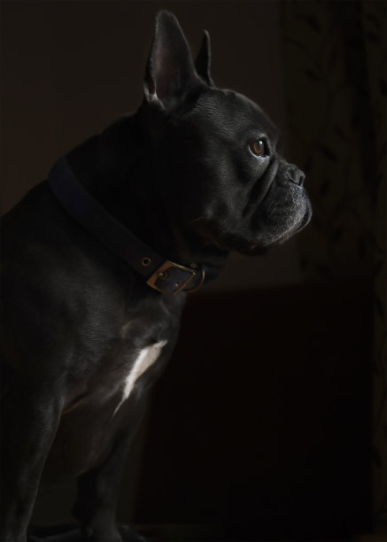 英俊的蓝色法国斗牛犬图片下载