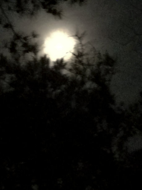 松树间的狼月图片下载