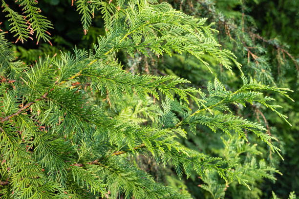 皱枝在一片模糊的常青树背景下。有选择性的重点。特写镜头。西部红杉木或太平洋红杉木，巨杉木或西部巨杉木。图片下载
