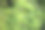 皱枝在一片模糊的常青树背景下。有选择性的重点。特写镜头。西部红杉木或太平洋红杉木，巨杉木或西部巨杉木。图片下载