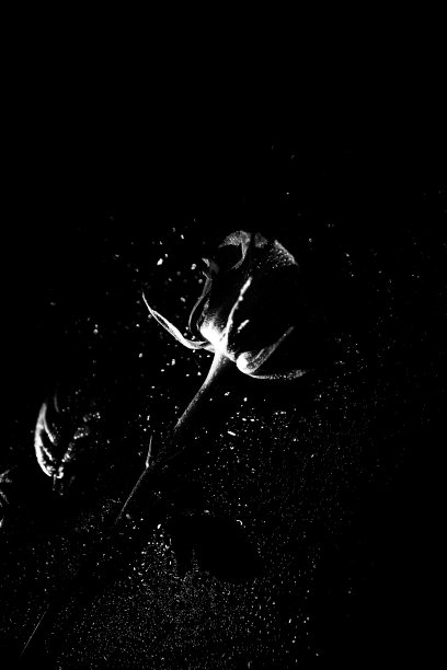 茂盛的玫瑰花蕾在潮湿的表面，潮湿的玫瑰在雨中图片下载