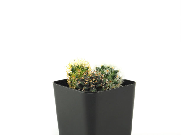 顶视图仙人掌在盆中孤立的白色背景，用于办公室和家庭装饰，极简风格。图片下载