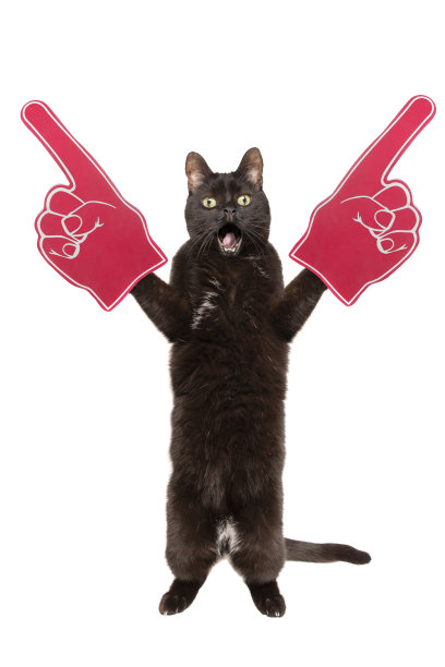 站着的黑猫运动迷戴着泡沫手指图片下载