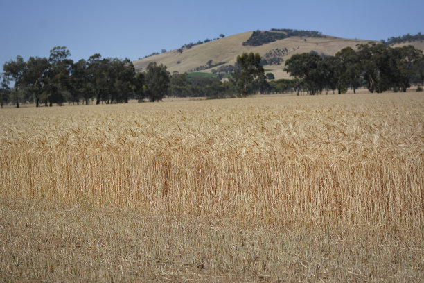 维多利亚中部的麦田图片下载