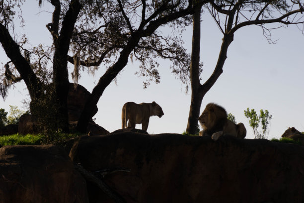 公狮和母狮图片下载