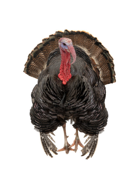 白色的孤立的松散尾巴的土耳其图片下载