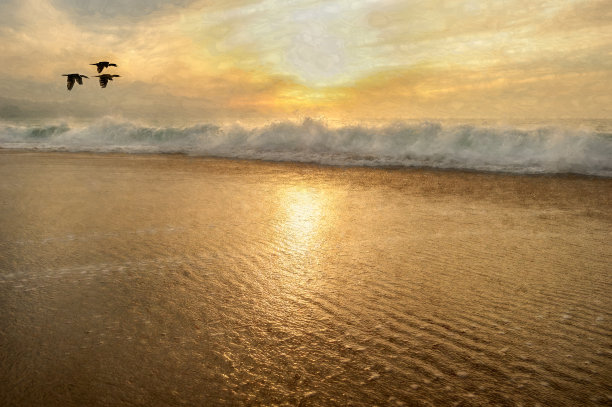 日落海洋自然景观鸟类图片下载