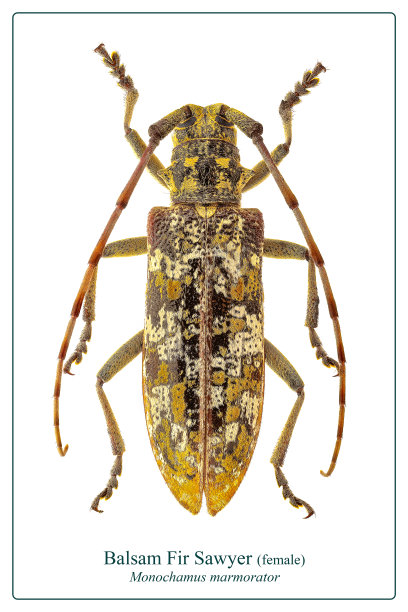 香脂冷杉Sawyer在白色的背景部分的昆虫收集图片下载