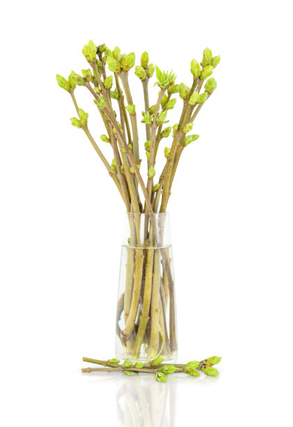 春天树枝图片下载