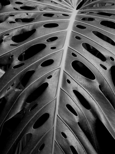 一个大的带洞的热带树叶的深色单色图像图片下载