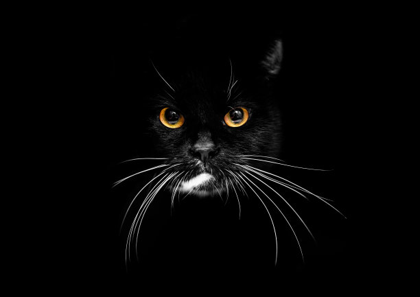 黑色背景的猫，黄色发光的眼睛图片下载