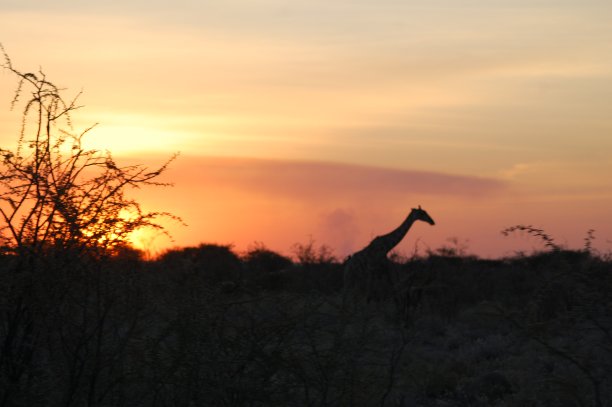 纳米比亚收藏-日落时分的野生长颈鹿图片下载