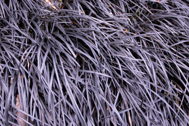 麦冬或黑色草，叶深紫色图片下载