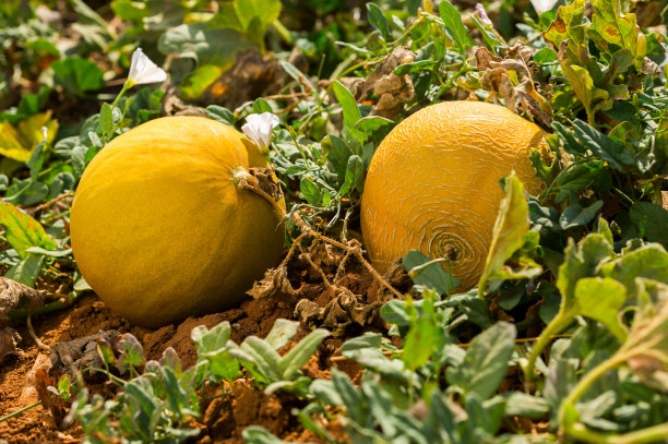田里有熟瓜图片下载