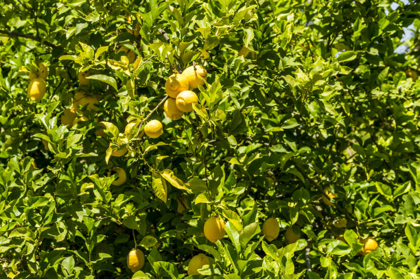 柠檬树的分支图片下载