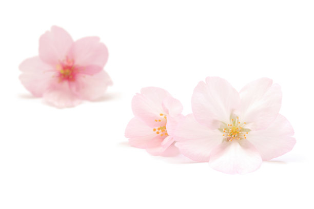 日本天然粉色樱花和花瓣孤立在白色背景上，春季抽象摄影图片下载