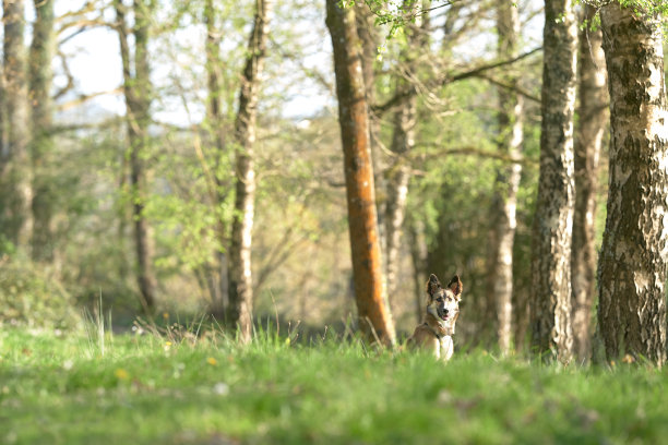 狗在树林中摆姿势的草地图片下载