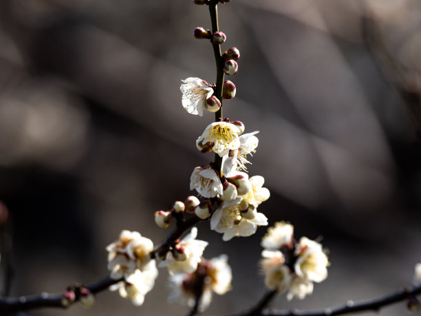 白色日本梅梅梅花8图片下载