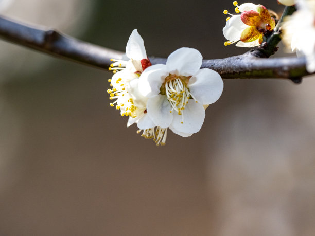 白色日本梅梅梅花1图片下载