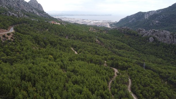 森林松树和杜松树图片下载