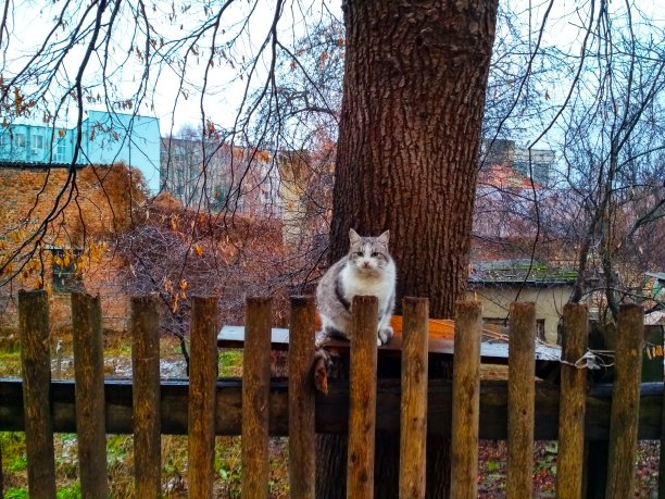 冬天悲伤的猫在树下图片下载