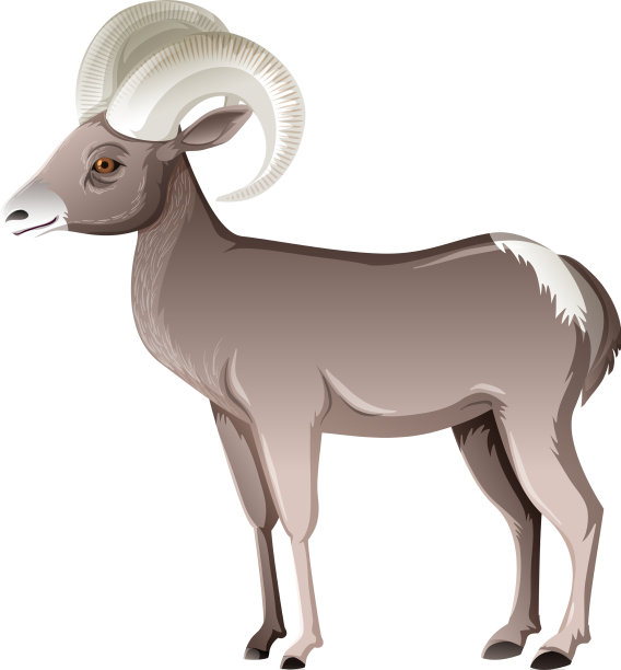 沙漠大角羊孤立在白色背景上图片下载