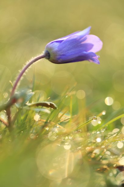 贝尔花。蓝色的钟花蕾在绿色的草和水珠。春天花开自然。春天和夏天。美丽的自然背景图片下载