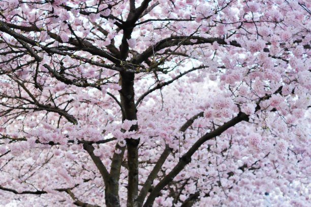 美丽的樱花树的背景图片下载