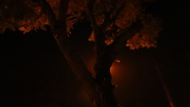 夜间树木与闪烁的背景灯光图片下载