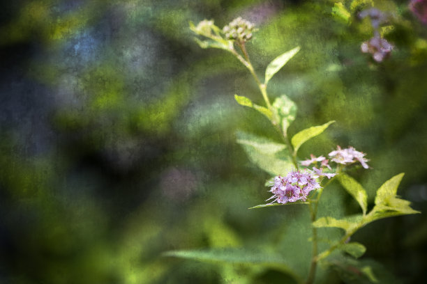 Spirea水彩图片下载
