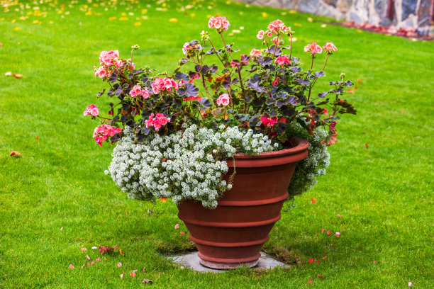 公园里的花盆里有白色和红色的花图片下载