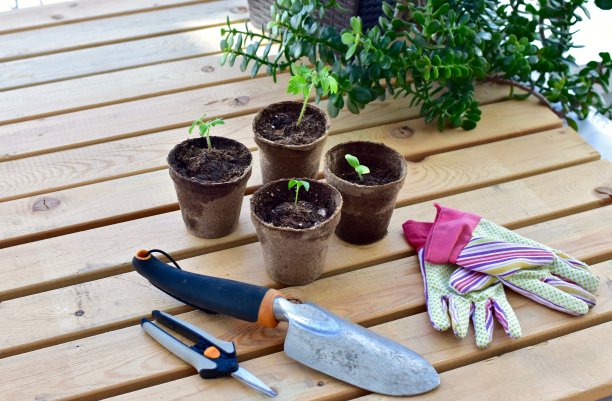 春菜苗木，日光温室种植图片下载